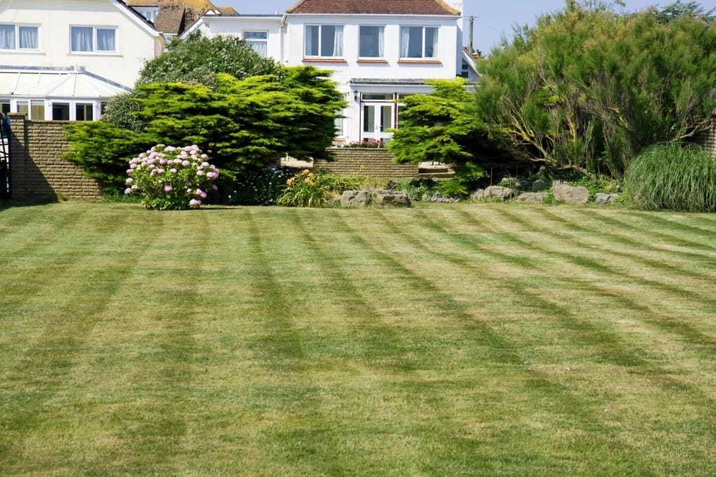 Healthy striped lawn bordered by shrubs behind a house